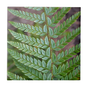 Het groene patroon van het varenblad tegeltje