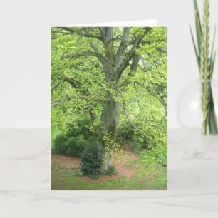 Het grote Groene Wenskaart van de Boom Kaart