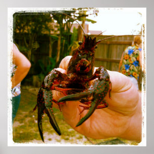 Het grote Poster van de Foto van Rivierkreeften