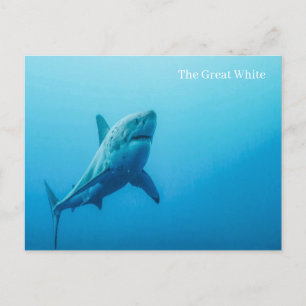 Het grote witte Briefkaart