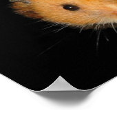 Het hamsterPoster Poster (Hoek)