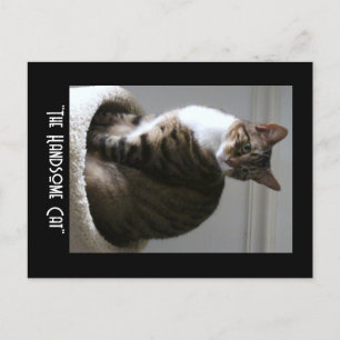 Het handige Briefkaart van de kat doorknippen