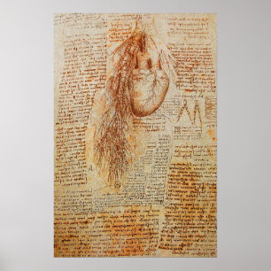 Het hart en de bronchiale arteriën poster