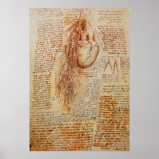 Het hart en de Bronchiale Arteries Poster (Voorkant)