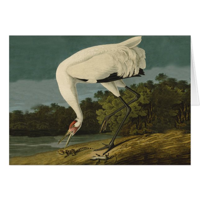 Het hele Crane Audubon-vogelschilderen (Voorkant Horizontaal)