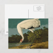 Het hele Crane Audubon-vogelschilderen Briefkaart (Voorkant / Achterkant)