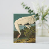 Het hele Crane Audubon-vogelschilderen Briefkaart (Staand voorkant)