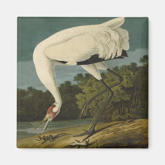Het hele Crane Audubon-vogelschilderen Magneet (Voorkant)