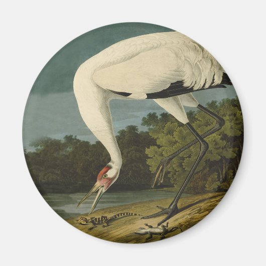 Het hele Crane Audubon-vogelschilderen Magneet (Voorkant)