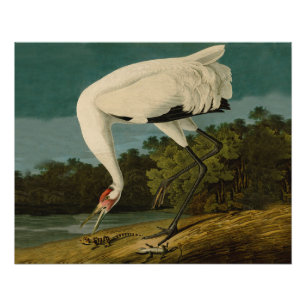 Het hele Crane Audubon-vogelschilderen Perfect Poster