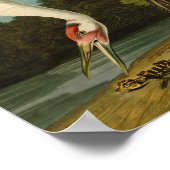 Het hele Crane Audubon-vogelschilderen Poster (Hoek)