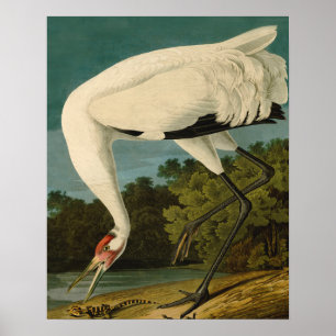 Het hele Crane Audubon-vogelschilderen Poster