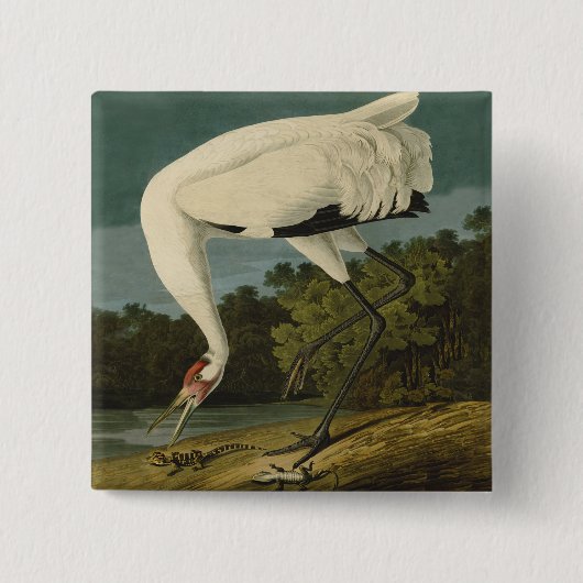 Het hele Crane Audubon-vogelschilderen Vierkante Button 5,1 Cm (Voorkant)