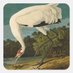 Het hele Crane Audubon-vogelschilderen Vierkante Sticker