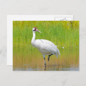 Het hele Crane Wading in Marsh Briefkaart (Voorkant / Achterkant)