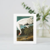Het hele kraan John James Audubon Birds of America Briefkaart (Staand voorkant)