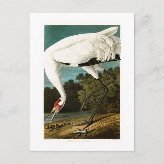 Het hele kraan John James Audubon Birds of America Briefkaart (Voorkant)