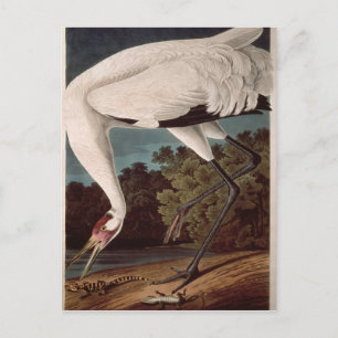 Het hele kraan, van 'Vogels van Amerika' Briefkaart