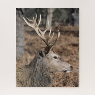 Het hert van de koning in Richmond Park, Londen, V Legpuzzel