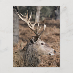 Het hertenbestand van Richmond Park, Londen, Veren Briefkaart