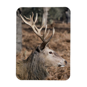 Het hertenbestand van Richmond Park, Londen, Veren Magneet