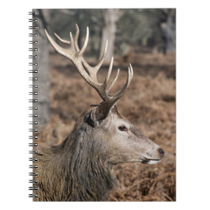 Het hertenbestand van Richmond Park, Londen, Veren Notitieboek