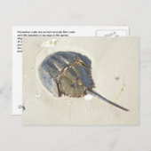 Het hoefijzer Briefkaart van de Krab (Voorkant / Achterkant)