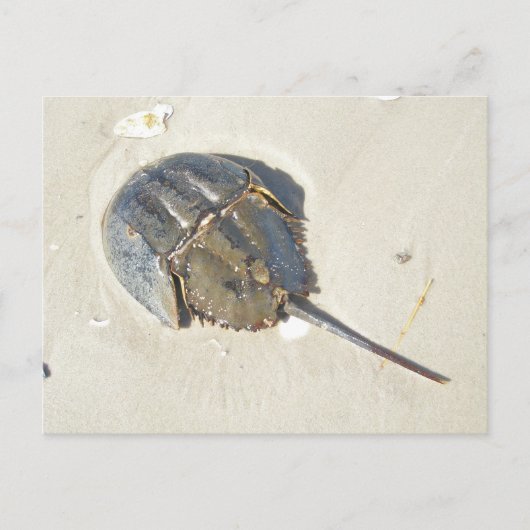 Het hoefijzer Briefkaart van de Krab (Voorkant)