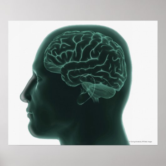 Het hoofd van de mens in profiel toont het brein poster (Voorkant)