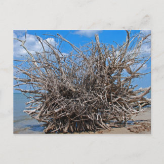 Het Hout van de afwijking op het Strand van Briefkaart