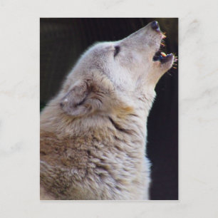 HET HUILENDE BRIEFKAART VAN DE WOLF