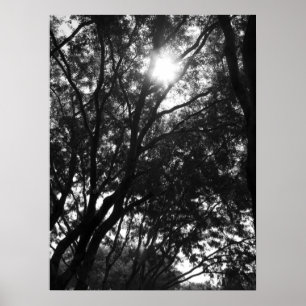 Het in de Bomen schijnen Poster