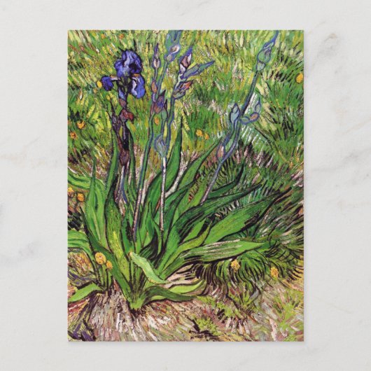 Het Iris-landschap Vincent van Gogh Briefkaart (Voorkant)