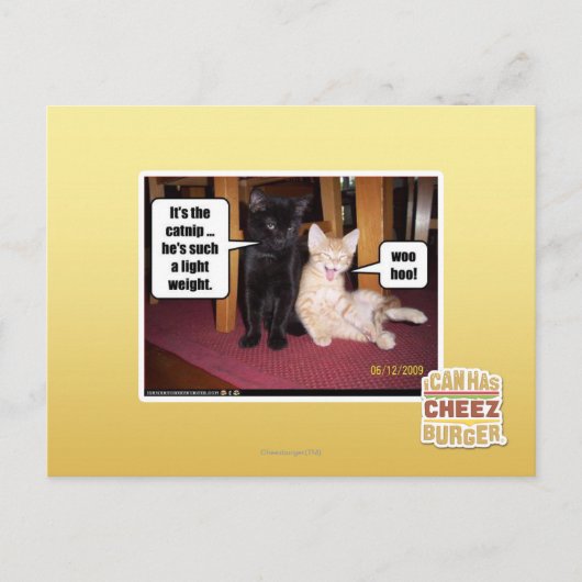 Het is de kat briefkaart (Voorkant)