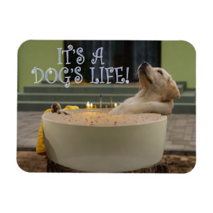 Het is een honden-zwemmagneet magneet