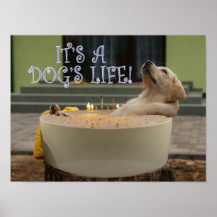 Het is een poster voor het leven van honden
