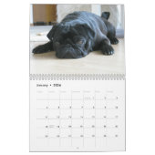 Het is een Pug Calendar Kalender (Jan 2026)