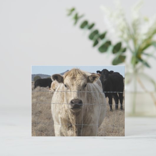 Het is een Roundup! Rundvee - Western "Save the Da Aankondigingskaart (Staand voorkant)