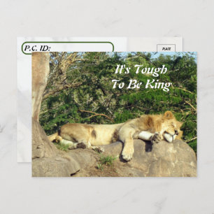 Het is hard om koning te zijn - Pic of Lion Slapin Briefkaart