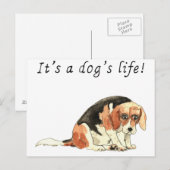 Het is het leven van een hond grappig Cute Beagle  Briefkaart (Voorkant / Achterkant)