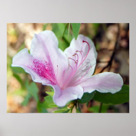 Het is Lente. Poster (Voorkant)