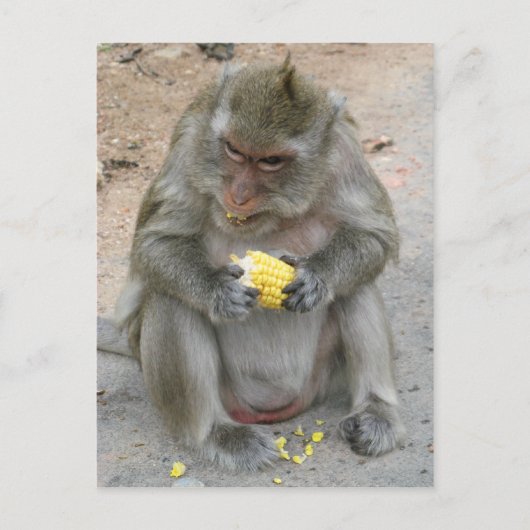 Het is Mine! .. Wild Thai Macaque Monkey Briefkaart (Voorkant)