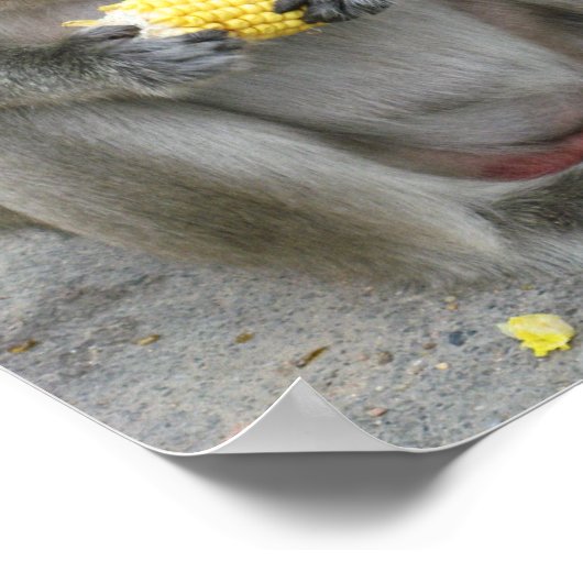 Het is Mine! .. Wild Thai Macaque Monkey Poster (Hoek)