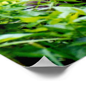 Het is raar om een grote aap te zijn. poster (Hoek)