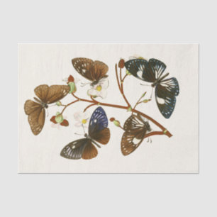 Het kabinet van Oriental Entomology Pl X Tissuepapier