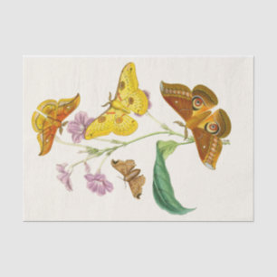 Het kabinet van Oriental Entomology Pl XIII Tissuepapier