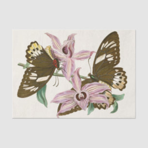 Het kabinet van Oriental Entomology Pl XV Tissuepapier