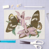 Het kabinet van Oriental Entomology Pl XV Tissuepapier (Craft)