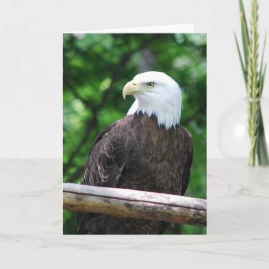 Het kale Wenskaart van de Vogel van Eagle Kaart (Voorkant)