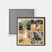 Het Kangaroo Afbeelding Collage, Magnet Magneet (Voorkant / Achterkant)
